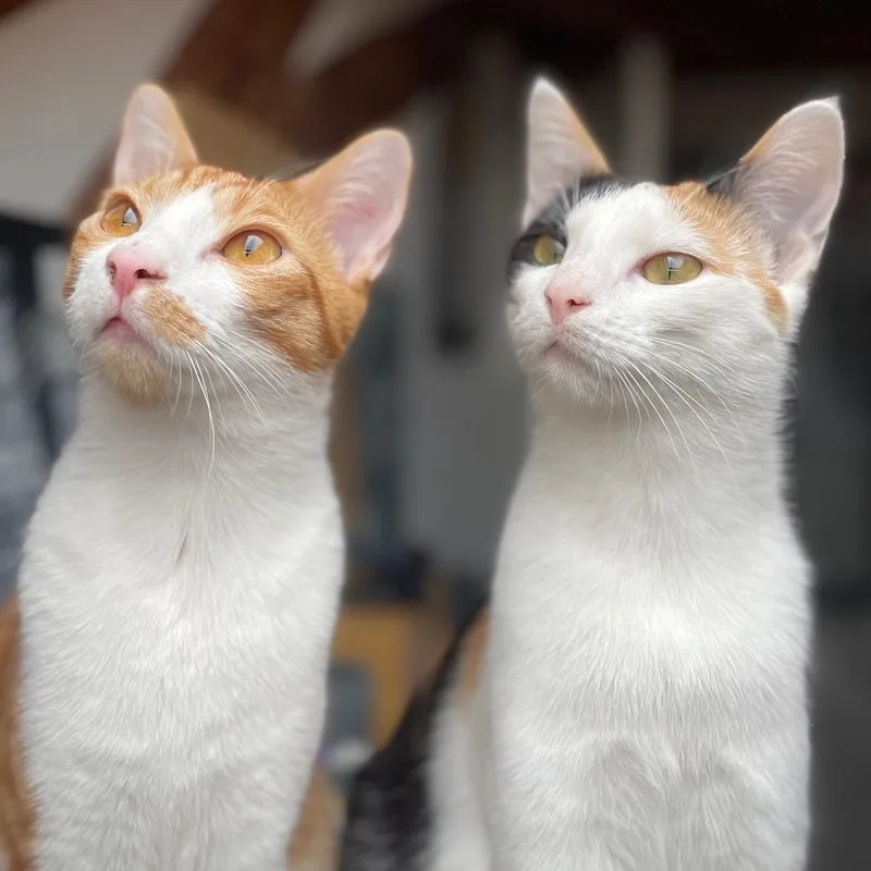 Die Katzen Sheinux und Luxio, eine rot-weiss, eine dreifarbig, schauen nach oben