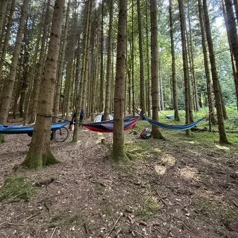 Hängematten zwischen hohen Tannen im Wald